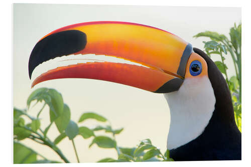 Foam board print Giant toucan in profile