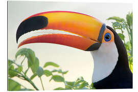 Gallery print Giant toucan in profile