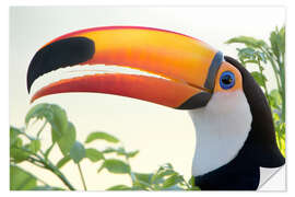 Sticker mural Toucan géant de profil