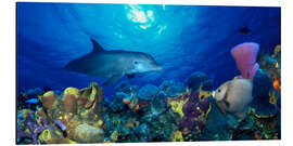 Aluminium print Bottlenose dolphin at the coral reef