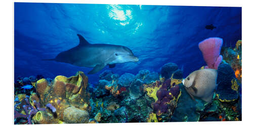 Foam board print Bottlenose dolphin at the coral reef