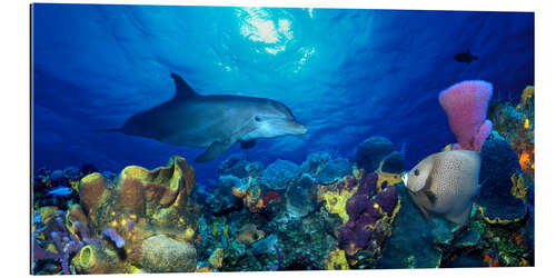 Gallery print Bottlenose dolphin at the coral reef