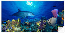 Selvklebende plakat Bottlenose dolphin at the coral reef