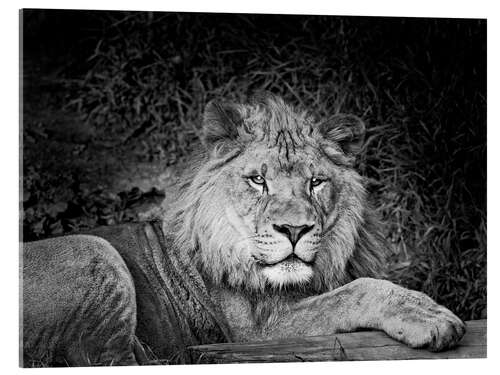 Acrylic print Lion in the thicket