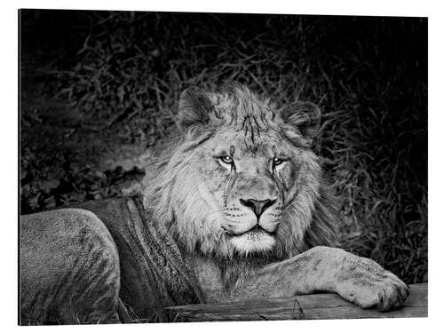 Aluminium print Lion in the thicket