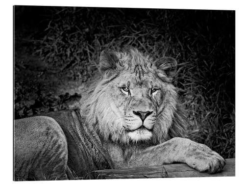 Galleritryck Lion in the thicket