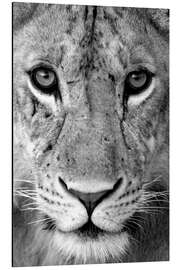 Aluminium print Head of a lioness