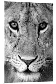 Gallery print Head of a lioness