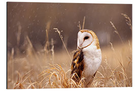 Aluminium print Barn Owl in the grass