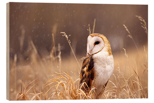 Puutaulu Barn Owl in the grass