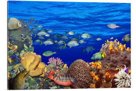 Galleriataulu School of fish on a reef