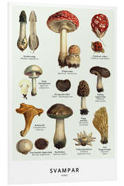 Obraz na PCV Mushrooms (Swedish)