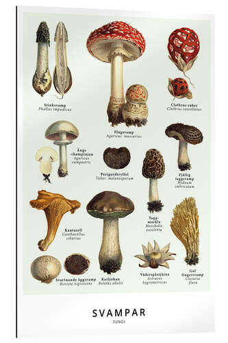 Gallery print Mushrooms (Swedish)