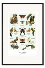 Gerahmter Kunstdruck Schmetterlinge (Schwedisch)