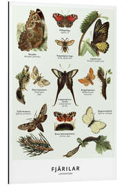Magnettafel Schmetterlinge (Schwedisch)