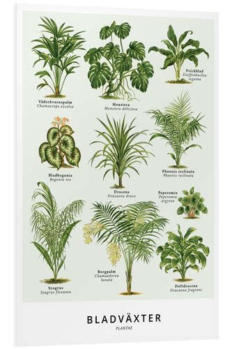 Foam board print Foliage plants (Swedish)