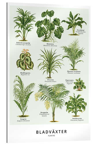 Galleriprint Foliage plants (Swedish)