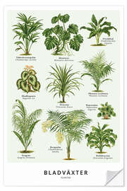 Selvklæbende plakat Foliage plants (Swedish)