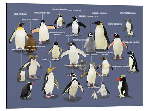 Alumiinitaulu Penguin species (English)