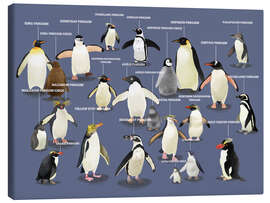 Lienzo  Especies de pingüinos (inglés) - Marc Pattenden