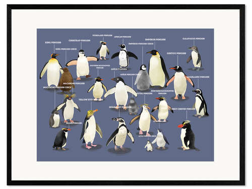 Gerahmter Kunstdruck Pinguinarten (Englisch)