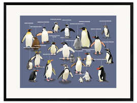Kehystetty taidepainatus Penguin species (English)