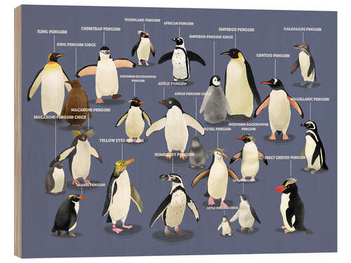 Cuadro de madera Especies de pingüinos (inglés)