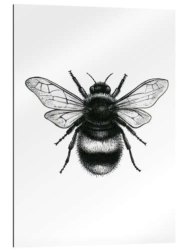 Gallery print Bumblebee