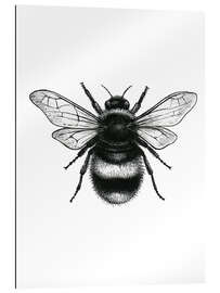 Gallery print Bumblebee