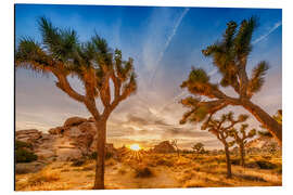 Alubild Sonnenuntergang im Joshua Tree National Park