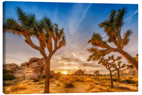 Leinwandbild Sonnenuntergang im Joshua Tree National Park