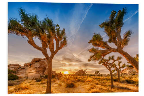 Quadro em PVC Pôr do sol no Parque Nacional Joshua Tree