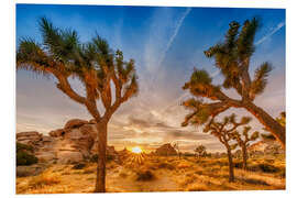 Tableau en PVC Coucher de soleil dans le parc national de Joshua Tree