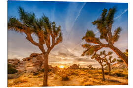 Galleriprint Sunset in the Joshua Tree National Park