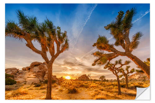 Sticker mural Coucher de soleil dans le parc national de Joshua Tree