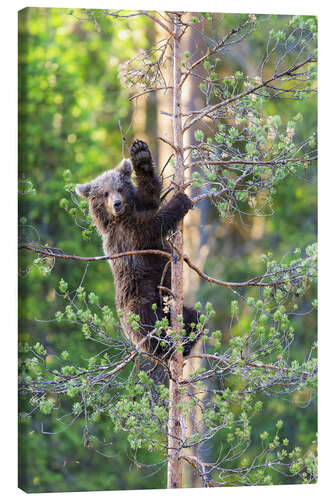 Canvas print Bearish greetings