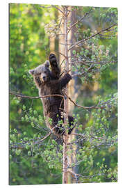 Gallery print Bearish greetings