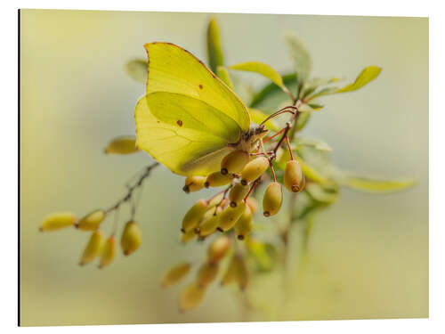 Aluminium print Lemon butterflies on berries