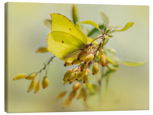 Canvas print Lemon butterflies on berries