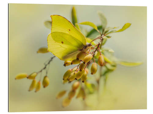 Gallery print Lemon butterflies on berries