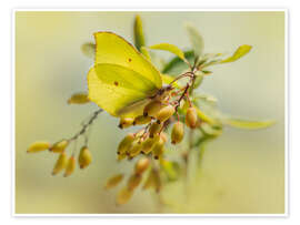 Billede  Lemon butterflies on berries - Jaroslaw Blaminsky