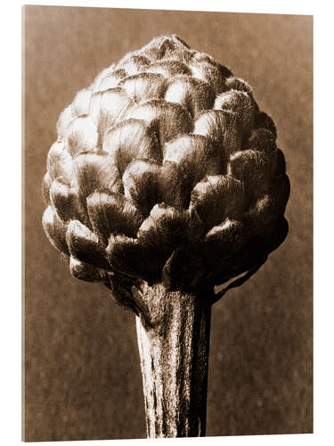 Acrylic print Cynara cardunculus