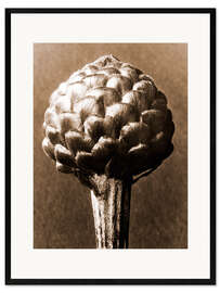 Innrammet kunsttrykk Cynara cardunculus