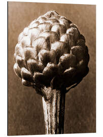 Magnettafel Wilde Artischocke