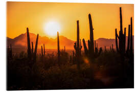 Cuadro de metacrilato Cactus saguaro al atardecer