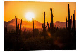 Alubild Saguaro-Sonnenuntergang