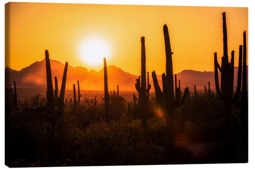 Canvas print Saguaro Sunset