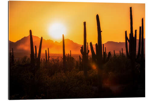 Tableau en plexi-alu Cactus saguaros au coucher du soleil