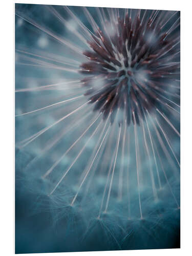 Foam board print Dandelion