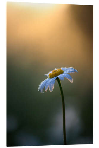 Akrylbilde Daisy at sunrise